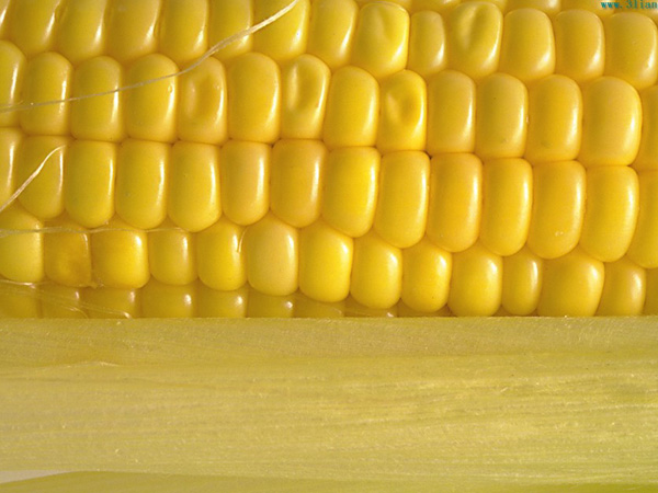 魚餌香精-玉米香精